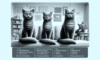 Cat Behaviour Insights: Tips from Jackson Galaxy