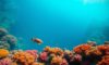 Great Blue Hole Diving and Snorkelling: An Essential Guide